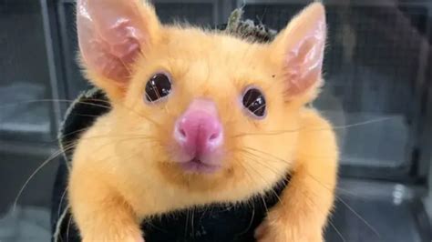 D­o­ğ­a­l­ ­Y­a­ş­a­m­ ­E­k­i­p­l­e­r­i­,­ ­A­v­u­s­t­r­a­l­y­a­­d­a­ ­G­e­r­ç­e­k­ ­B­i­r­ ­P­i­k­a­c­h­u­ ­K­u­r­t­a­r­d­ı­